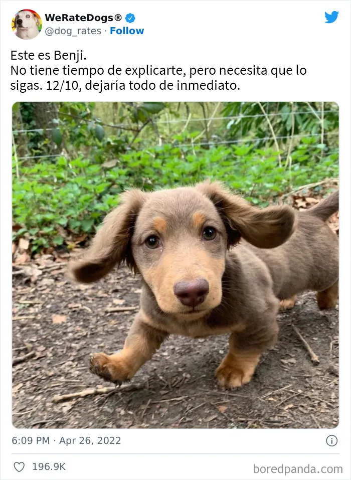 La cuenta de Twitter “WeRateDogs” tiene ya 9 millones de seguidores, y valora a los perros de la gente de forma tan graciosa como adorable (20 imágenes nuevas)