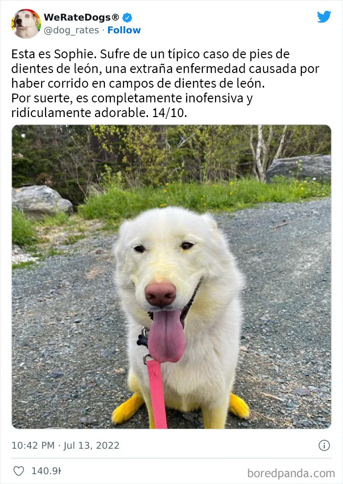 La cuenta de Twitter “WeRateDogs” tiene ya 9 millones de seguidores, y valora a los perros de la gente de forma tan graciosa como adorable (20 imágenes nuevas)