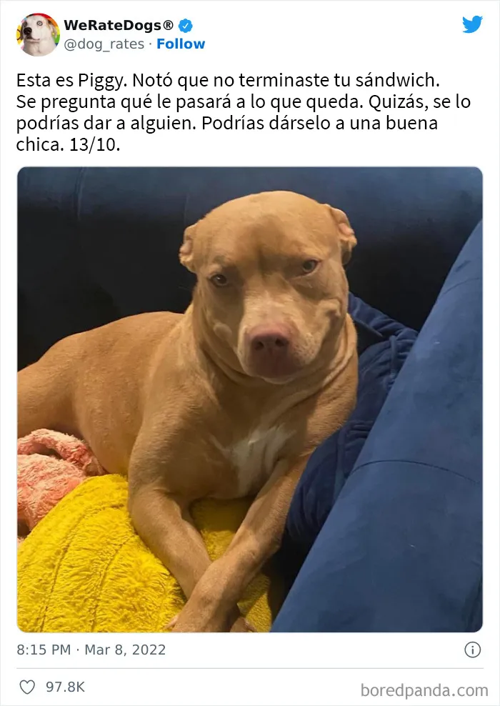 La cuenta de Twitter “WeRateDogs” tiene ya 9 millones de seguidores, y valora a los perros de la gente de forma tan graciosa como adorable (20 imágenes nuevas)