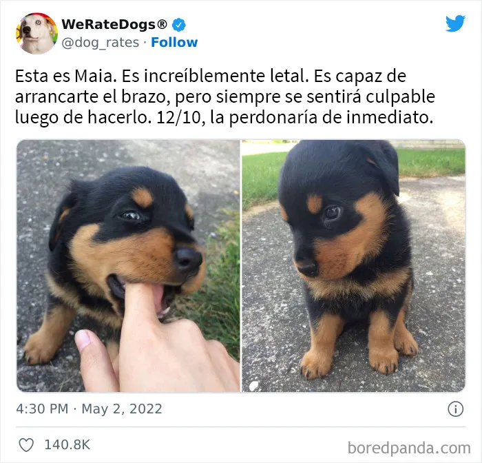 La cuenta de Twitter “WeRateDogs” tiene ya 9 millones de seguidores, y valora a los perros de la gente de forma tan graciosa como adorable (20 imágenes nuevas)