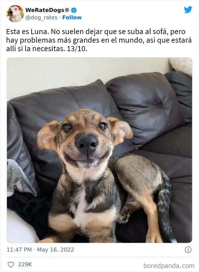 La cuenta de Twitter “WeRateDogs” tiene ya 9 millones de seguidores, y valora a los perros de la gente de forma tan graciosa como adorable (20 imágenes nuevas)