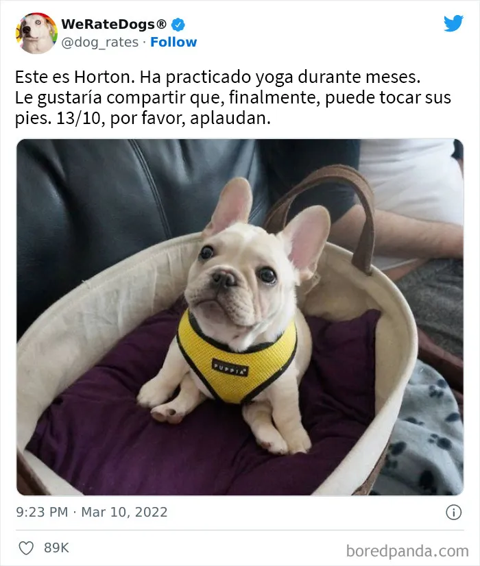 La cuenta de Twitter “WeRateDogs” tiene ya 9 millones de seguidores, y valora a los perros de la gente de forma tan graciosa como adorable (20 imágenes nuevas)