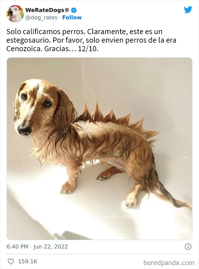 La cuenta de Twitter “WeRateDogs” tiene ya 9 millones de seguidores, y valora a los perros de la gente de forma tan graciosa como adorable (20 imágenes nuevas)