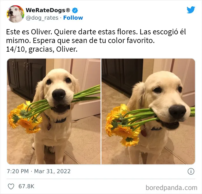 La cuenta de Twitter “WeRateDogs” tiene ya 9 millones de seguidores, y valora a los perros de la gente de forma tan graciosa como adorable (20 imágenes nuevas)