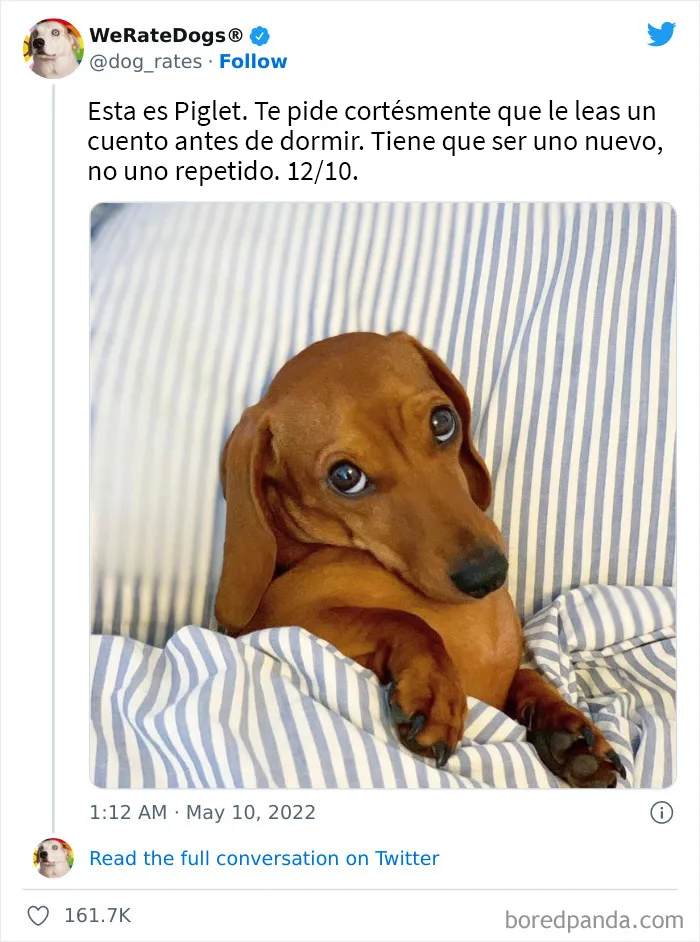 La cuenta de Twitter “WeRateDogs” tiene ya 9 millones de seguidores, y valora a los perros de la gente de forma tan graciosa como adorable (20 imágenes nuevas)
