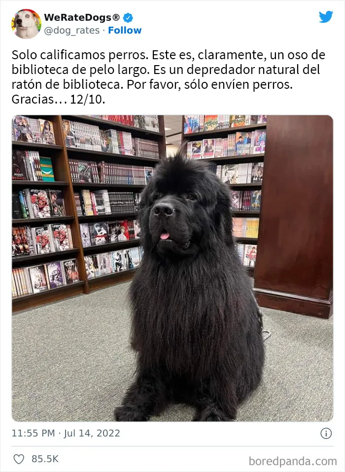 La cuenta de Twitter “WeRateDogs” tiene ya 9 millones de seguidores, y valora a los perros de la gente de forma tan graciosa como adorable (20 imágenes nuevas)