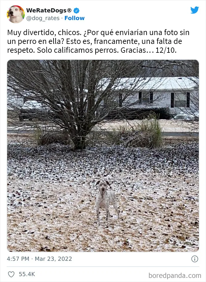 La cuenta de Twitter “WeRateDogs” tiene ya 9 millones de seguidores, y valora a los perros de la gente de forma tan graciosa como adorable (20 imágenes nuevas)