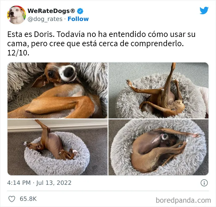 La cuenta de Twitter “WeRateDogs” tiene ya 9 millones de seguidores, y valora a los perros de la gente de forma tan graciosa como adorable (20 imágenes nuevas)