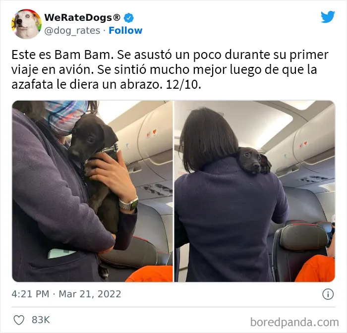 La cuenta de Twitter “WeRateDogs” tiene ya 9 millones de seguidores, y valora a los perros de la gente de forma tan graciosa como adorable (20 imágenes nuevas)