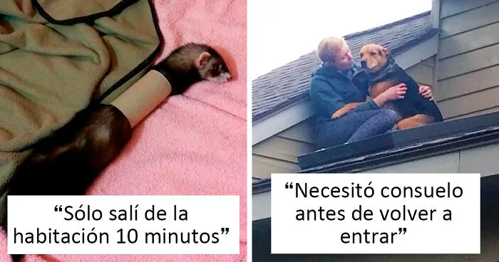45 Animales haciendo el tonto que acabaron necesitando ayuda humana (nuevas fotos)