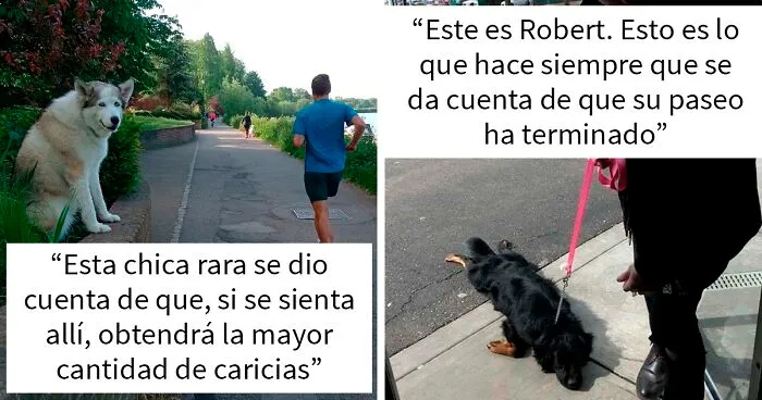 35 Nuevas y divertidas fotos de perros "malfuncionando", compartidas en este grupo online