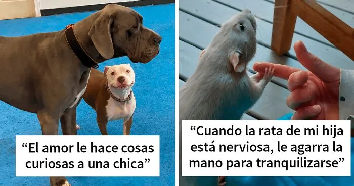 40 Fotos reconfortantes de animales para que tengas un buen día (nuevas fotos)