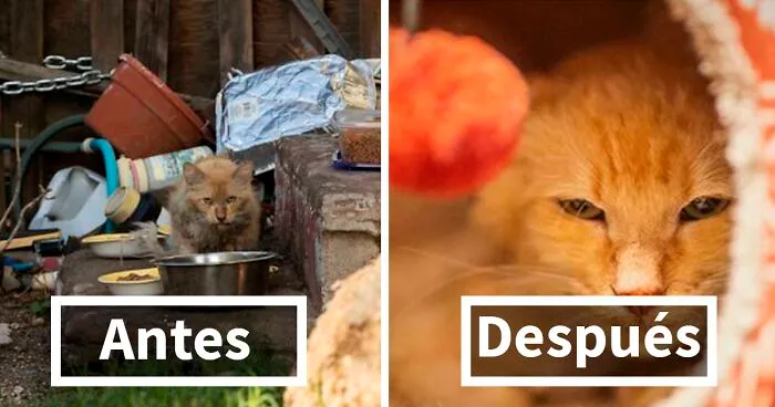 40 Personas comparten cómo han cambiado sus queridos gatos desde que los adoptaron (fotos nuevas)