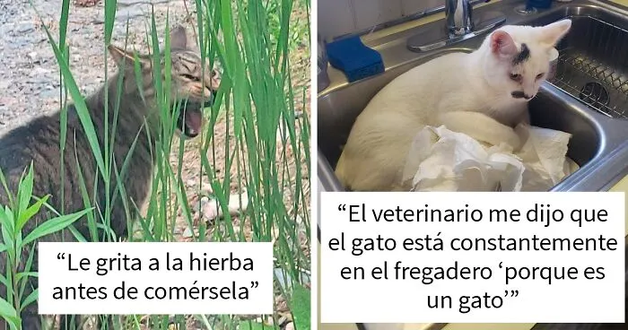 40 Gatos actuando tan raro, que sus dueños se preguntaron: “¿Qué le pasa a mi gato?” (Nuevas imágenes)