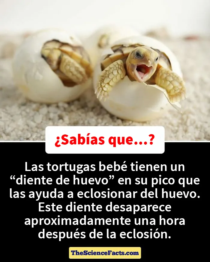 20 Datos curiosos pero geniales sobre la naturaleza compartidos en este grupo de FB