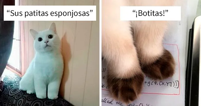 30 Adorables patitas de gatitos para ser admiradas por todo amante de los felinos
