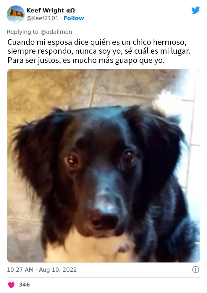 20 Personas avergonzadas porque creyeron que les hablaban a ellos, y en realidad era con sus mascotas