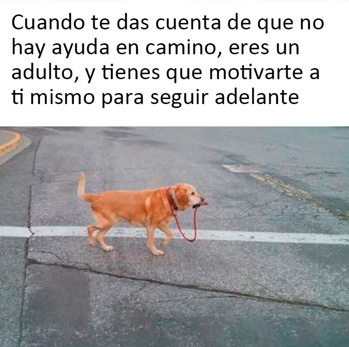 La gente comparte 20 memes dolorosamente divertidos para resumir la edad adulta