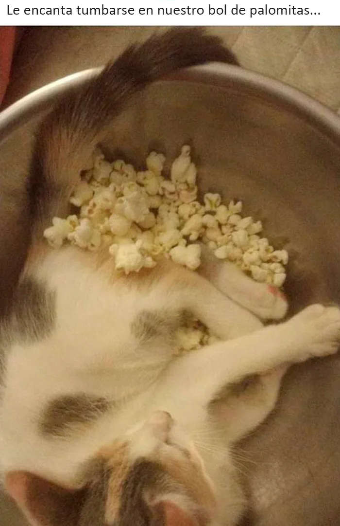 La gente comparte 20 fotos de comida muy asquerosa que trajeron sus invitados