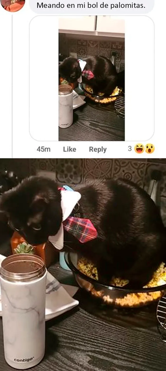 La gente comparte 20 fotos de comida muy asquerosa que trajeron sus invitados
