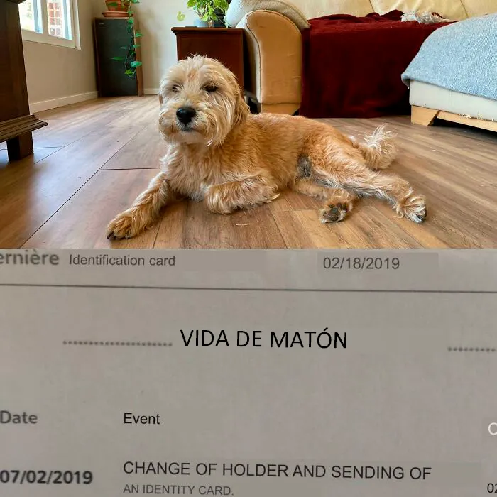 Adoptamos a este tipo y lo llamamos Herbie. No sabíamos por qué el veterinario se reía de su nombre en francés, así que finalmente lo tradujimos