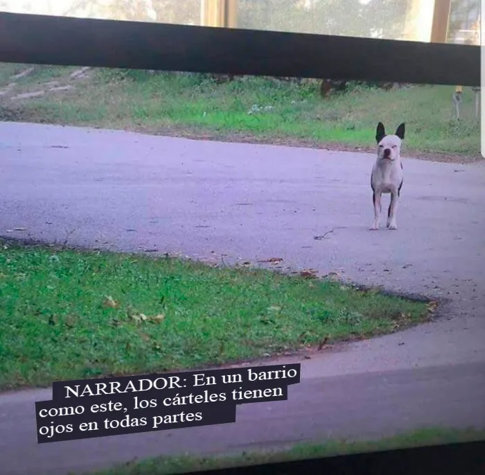 No todos los perros tienen trabajos recomendables