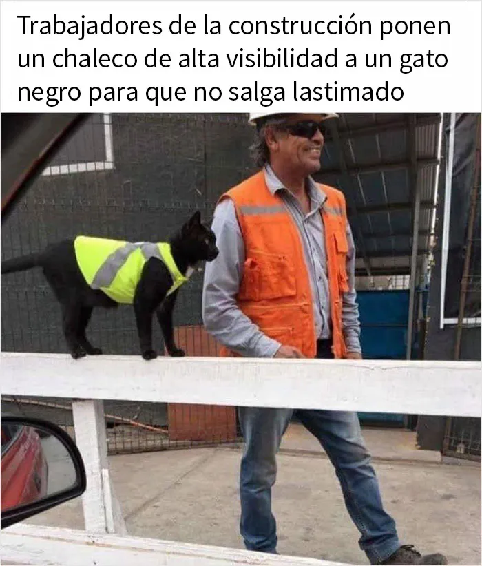 20 Memes y publicaciones reconfortantes que nos recuerdan que el mundo no es del todo malo