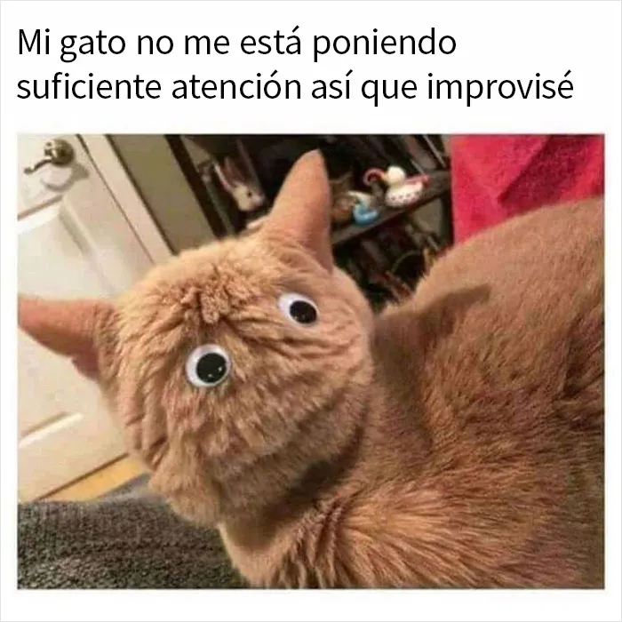 20 Memes y publicaciones reconfortantes que nos recuerdan que el mundo no es del todo malo