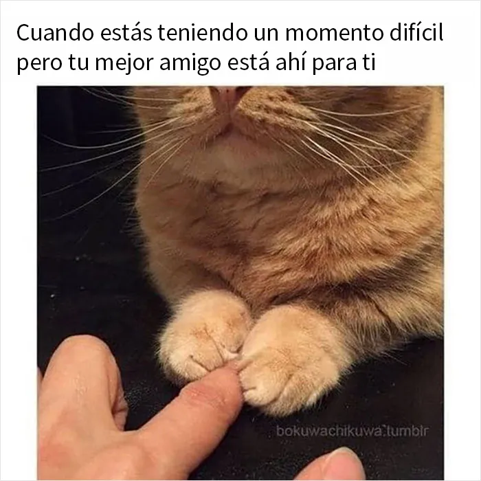 20 Memes y publicaciones reconfortantes que nos recuerdan que el mundo no es del todo malo