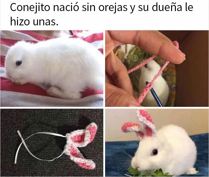 20 Memes y publicaciones reconfortantes que nos recuerdan que el mundo no es del todo malo