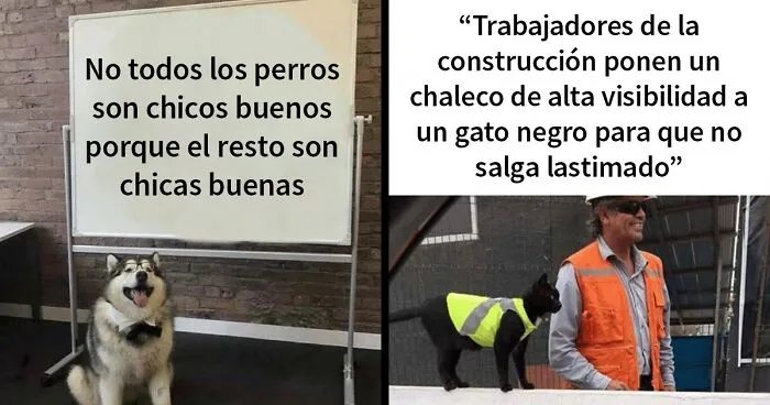 20 Memes y publicaciones reconfortantes que nos recuerdan que el mundo no es del todo malo