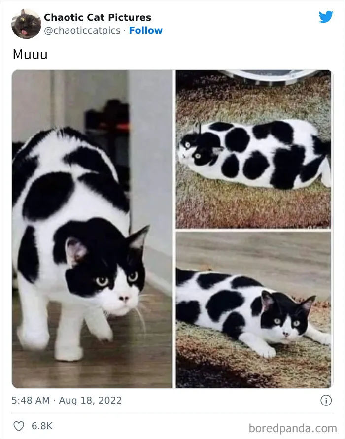 27 De las mejores "fotos caóticas de gatos" compartidas en esta cuenta de Twitter