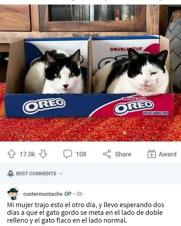 25 Fotos y memes que captan perfectamente cómo es vivir con gatos
