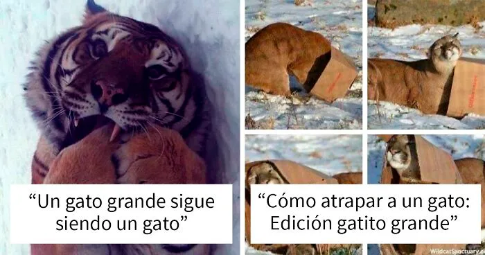 40 Fotos de animales salvajes que son peligrosamente tiernos