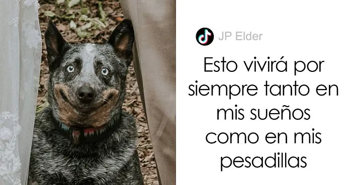 Este perro hizo photobomb en la boda de sus dueños, y la gente comparte fotos similares