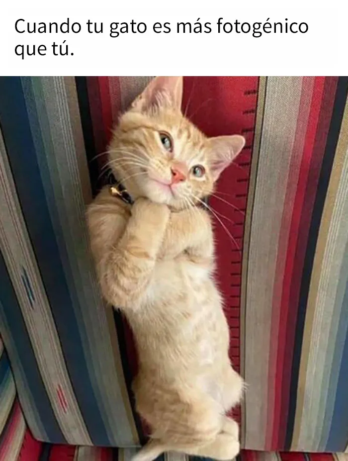 25 Divertidos memes de gatos que muestran por qué internet los ama tanto