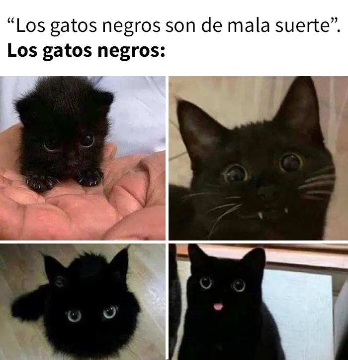 25 Divertidos memes de gatos que muestran por qué internet los ama tanto