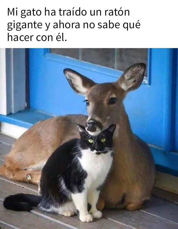 25 Divertidos memes de gatos que muestran por qué internet los ama tanto