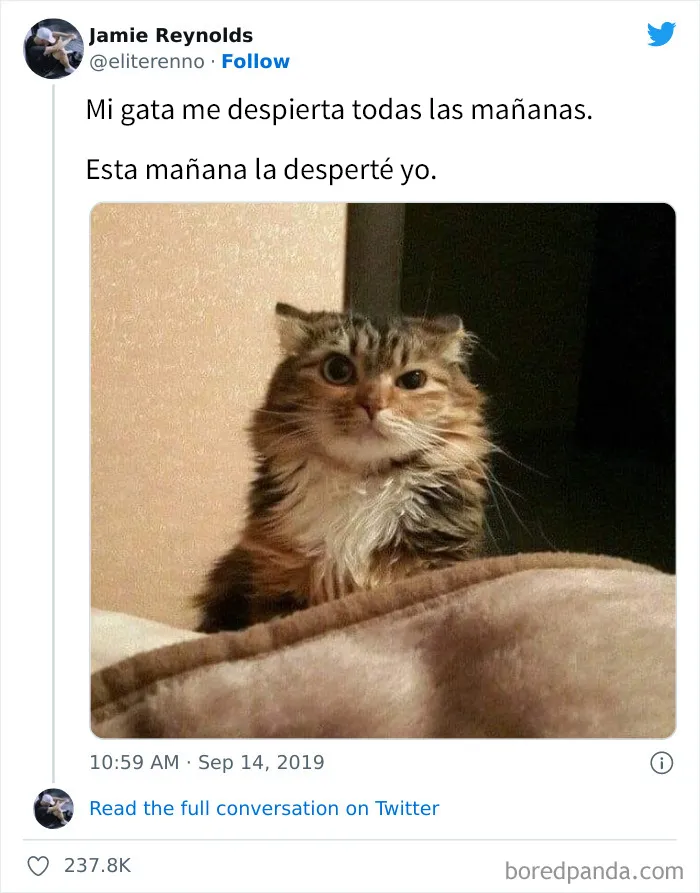 25 Divertidos memes de gatos que muestran por qué internet los ama tanto