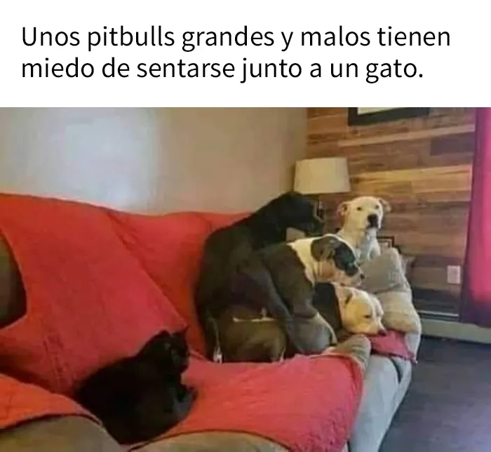25 Divertidos memes de gatos que muestran por qué internet los ama tanto