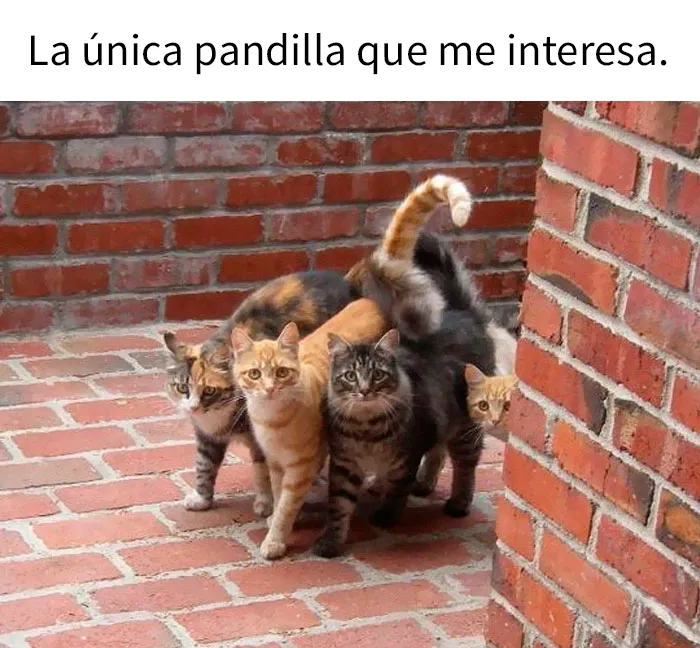 25 Divertidos memes de gatos que muestran por qué internet los ama tanto