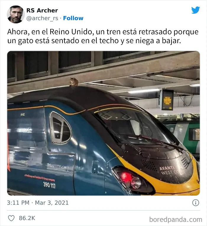 25 Divertidos memes de gatos que muestran por qué internet los ama tanto