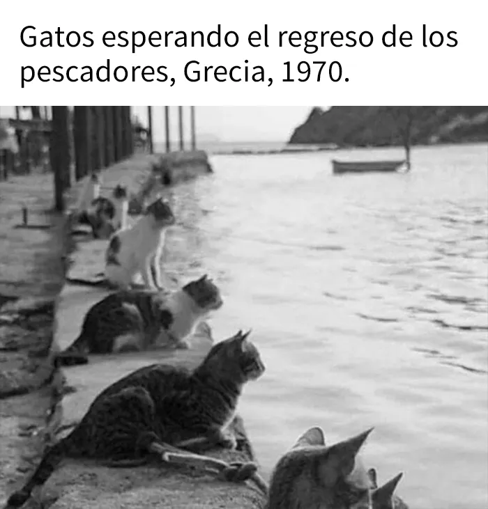 25 Divertidos memes de gatos que muestran por qué internet los ama tanto
