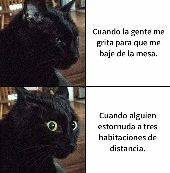 25 Divertidos memes de gatos que muestran por qué internet los ama tanto