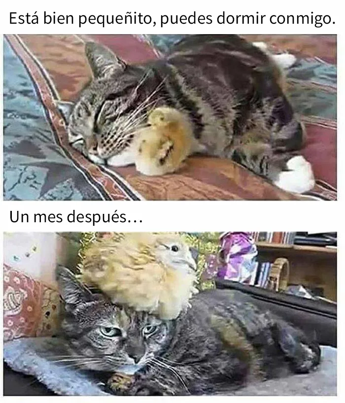 25 Divertidos memes de gatos que muestran por qué internet los ama tanto