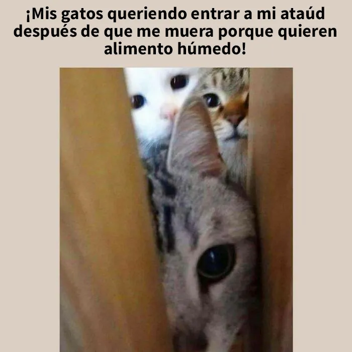 25 Divertidos memes de gatos que muestran por qué internet los ama tanto
