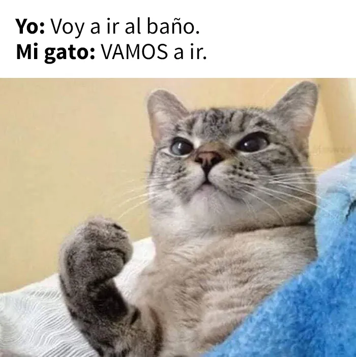 25 Divertidos memes de gatos que muestran por qué internet los ama tanto