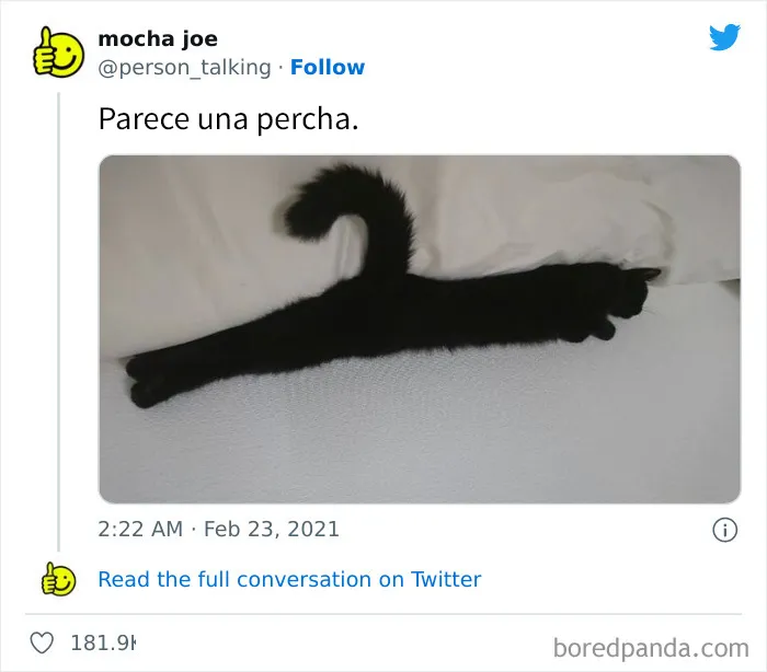 25 Divertidos memes de gatos que muestran por qué internet los ama tanto