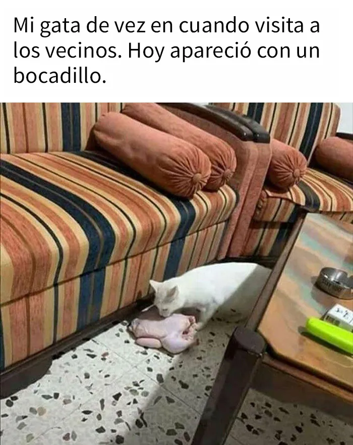 25 Divertidos memes de gatos que muestran por qué internet los ama tanto