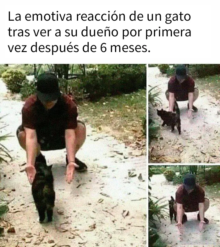 25 Divertidos memes de gatos que muestran por qué internet los ama tanto